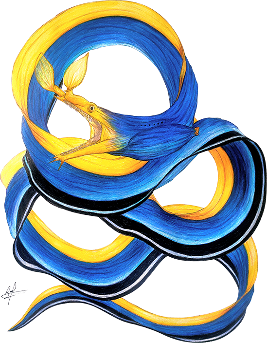 Reef Merch Blue Ribbon Moray Eel Artwork
