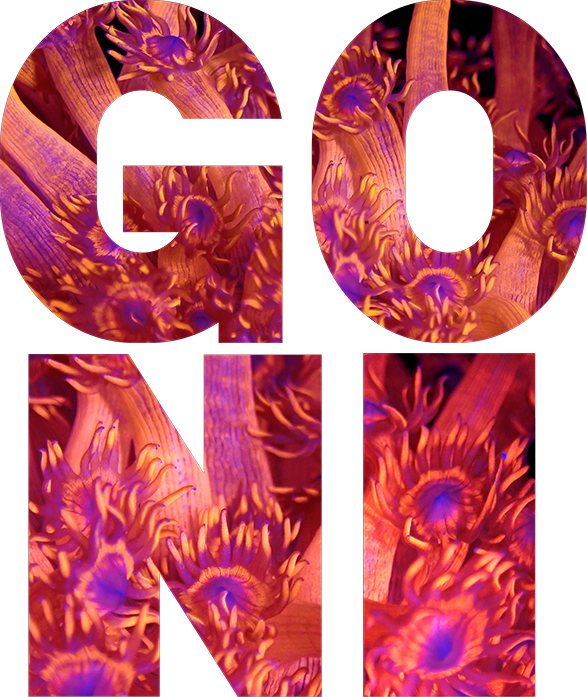 Reef Merch Red and Purple Goniopora Flowerpot Coral