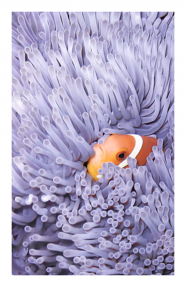 anemone framed white v2