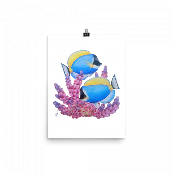 ReefMerch Powder Blue Tang matte paper poster 12x16