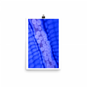 ReefMerch blue starfish matte paper poster 12x18