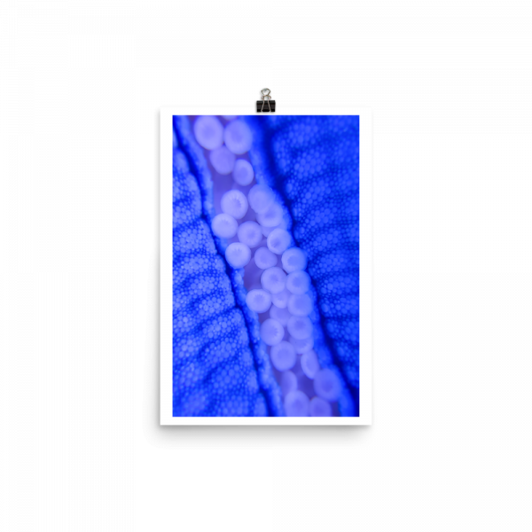 ReefMerch blue starfish matte paper poster 12x18