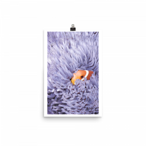 ReefMerch clownfish in anemone matte paper poster 12x18