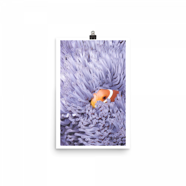 ReefMerch clownfish in anemone matte paper poster 12x18