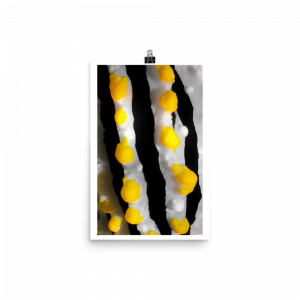 ReefMerch nudibranch matte paper poster 12x18