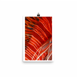 ReefMerch lion fish matte paper poster 12x18