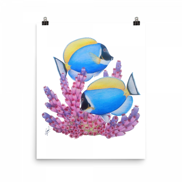 ReefMerch Powder Blue Tang matte paper poster 16x20