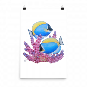 ReefMerch Powder Blue Tang matte paper poster 24x36