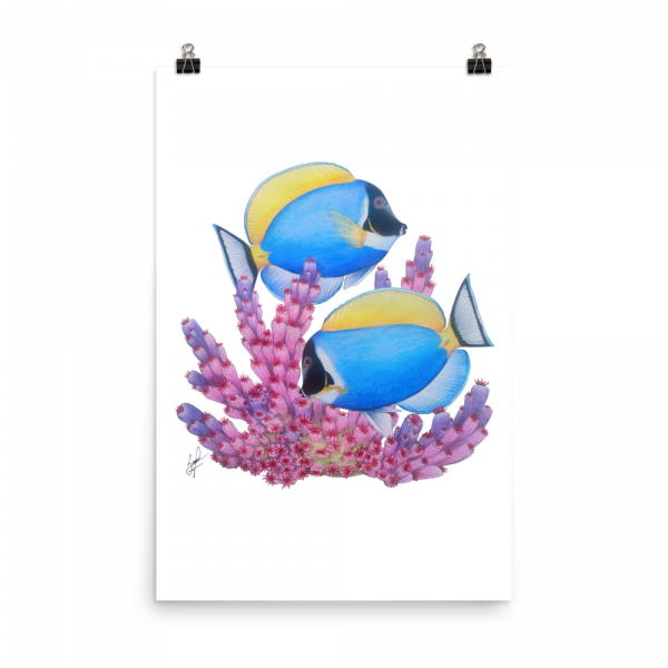 ReefMerch Powder Blue Tang matte paper poster 24x36