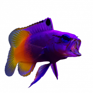 ReefMerch Royal Gramma Loreto