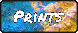 ReefMerch Chalice Coral Button Prints