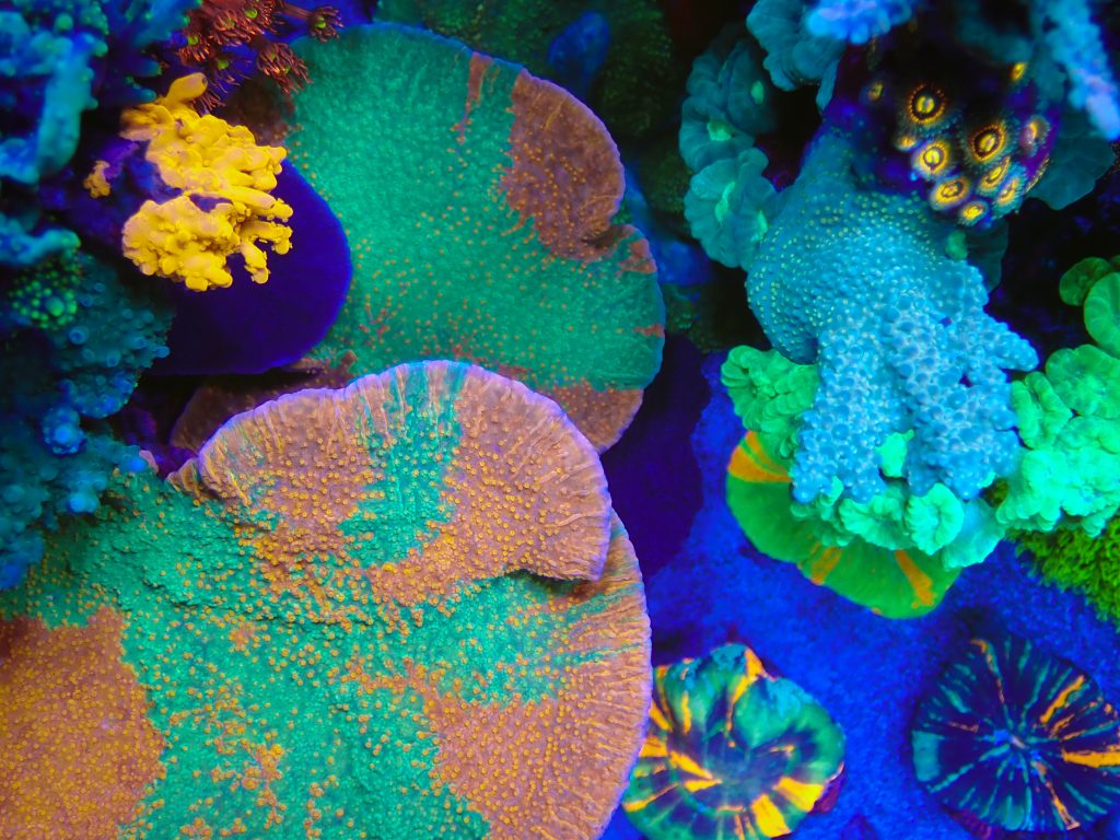 Felix Moonfruit TopDown Reef edit