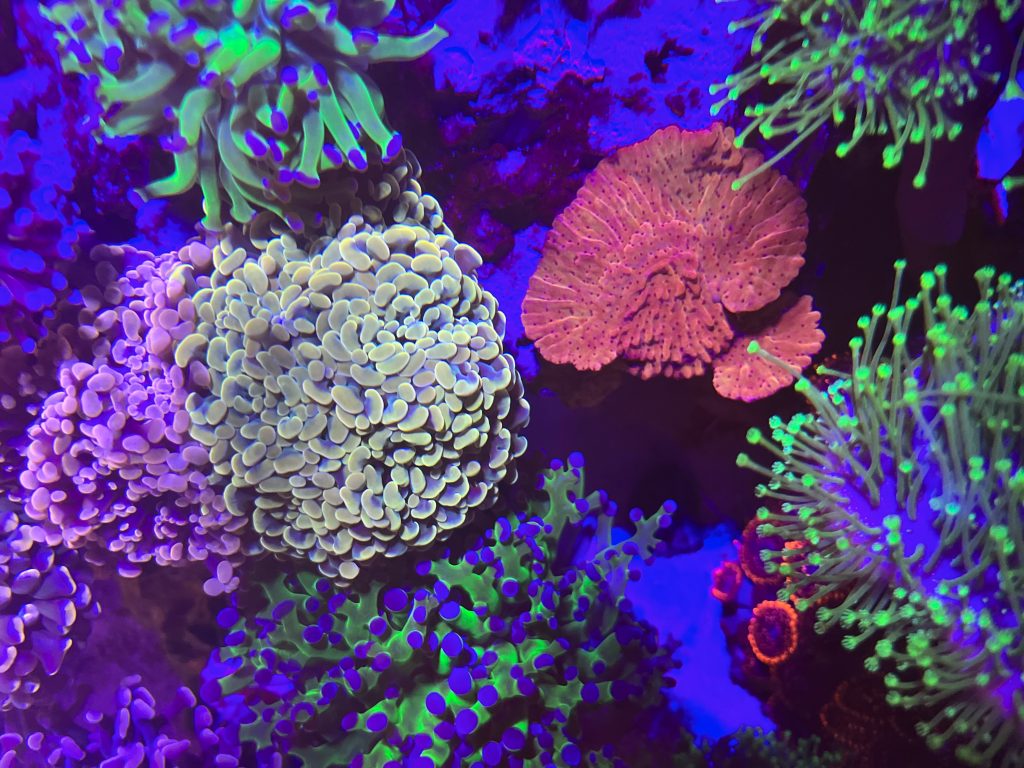 Taric TheTruReefer TopDown Reef edit